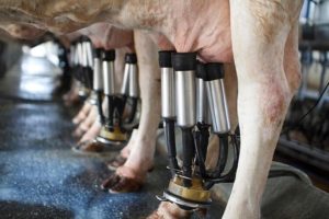 New eBook How to increase milk production without increasing feed costs
